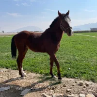 به فروش می رسد.. کره اسب نریون ،نژاد دره شوری|اسب و تجهیزات اسب‌سواری|فیروزآباد (فارس), |دیوار