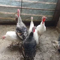 بوقلمون کوهی