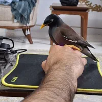 مینا بالغ سرحال