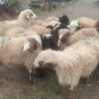 ایام عید گوسفند چاق و زنده برای مراسمات|حیوانات مزرعه|تهران, پردیسان|دیوار