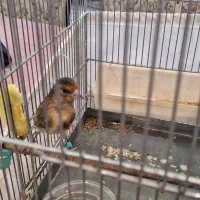 سهره قناری نر به شرط