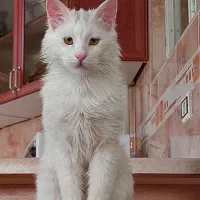 واگذاری‌ گربه پرشین