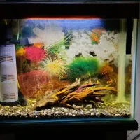 آکواریوم|ماهی|اسلامشهر, شهرک محمدیه|دیوار