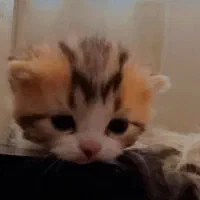 بچه گربه نر چینچیلا|گربه|دماوند, گیلاوند|دیوار