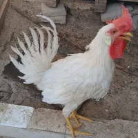 خروس|حیوانات مزرعه|دهلران, |دیوار