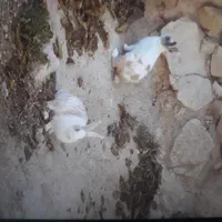 یک جفت خرگوش