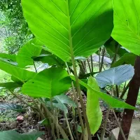 فروش گل سیکاس و بالا آدم با قیمت مناسب|گل و گیاه طبیعی|گتاب, |دیوار