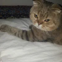 گربه اسکاتیش فولد رنگ تبتی