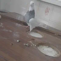 کبوتر طوقی 10 جفت عاص