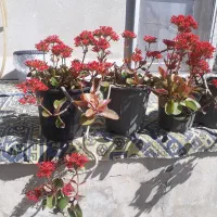 گل کالانگوئه