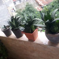 فروش گل طبیعی|گل و گیاه طبیعی|رشت, استقامت ۲|دیوار