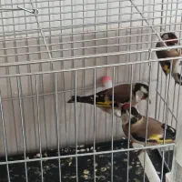 سهره نر|پرنده|گلپایگان, |دیوار