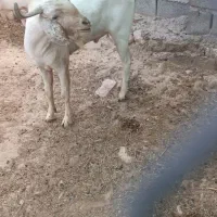 نری یک ساله مخصوص گله و گوشت ذات دوقلو