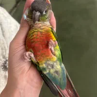 طوطی گرینچیک گمشده|حیوانات|ری, شهید بهشتی|دیوار