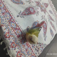 گرینچیک نیمه دستی|پرنده|گنبد کاووس, |دیوار