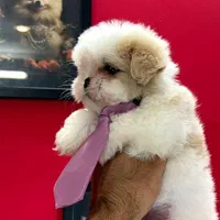 سگ شیتزو فلت عروسکی