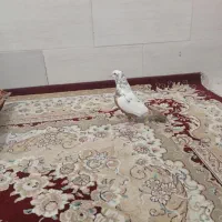 دمبی سرخ