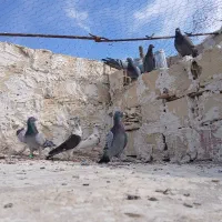 تعداد پرنده همه عتیقه