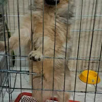 توله سگ پامرانین|سگ|تهران, مختاری|دیوار