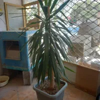 درختچه یوکا