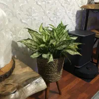 گل آگلونما سالم و سر حال بهمراه گلدان