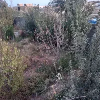 باغچه ۳۵۰ متری ۵۰۰متری|فروش زمین و ملک کلنگی|رامجین, |دیوار