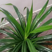 گل طبیعی|گل و گیاه طبیعی|نیشابور, ناسیونال|دیوار