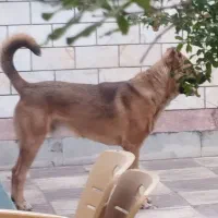 سراب اصیل|سگ|پاکدشت, پارچین|دیوار