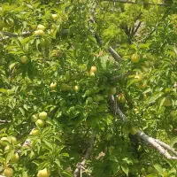 فروش زمین کشاورزی در روستای شاره 44دقیقه آب چشمه|فروش زمین و ملک کلنگی|سبزوار, کراب|دیوار
