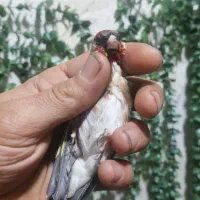 سهره شرور