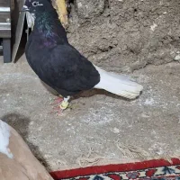 کبوتر|پرنده|دشتابی, |دیوار