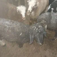 بره پرواری معامله با بز خوب