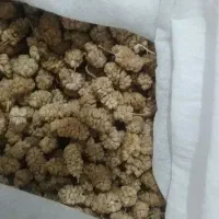 توت خشک