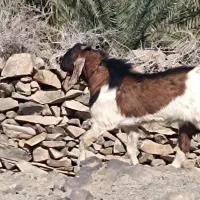 هیکلی|حیوانات مزرعه|سراوان, |دیوار