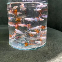 ماهی گوپی بالغ و بچه