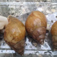 حلزون رایگان