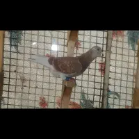 یک کفتر ماده خو ب و درجه یک