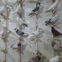 دورگ پلاکی رنگ روشن