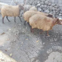 گوسفند|حیوانات مزرعه|ارشق, |دیوار