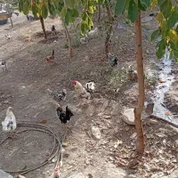 مرغ وخروس  گلین|حیوانات مزرعه|تیکمه داش, |دیوار