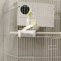 جفت عروس هلندی مولد کار داده