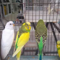 فروش پرنده|پرنده|نوشهر, |دیوار