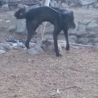 سگ سرابی|سگ|قم, پردیسان|دیوار