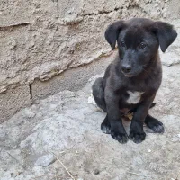 سگ عراقی|سگ|ورزقان, |دیوار