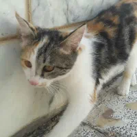 واگذاری بچه گربه