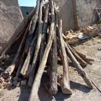 خریدار انواع چوب تر خشک
