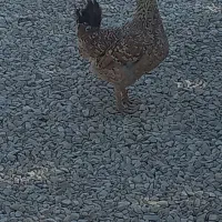 مرغ|حیوانات مزرعه|بهبهان, |دیوار