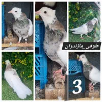 کبوتر طوقی کاکلی پاپر مازندران توضیحات بخون|پرنده|آمل, |دیوار