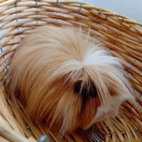 خرگوش لوپ اسکاتلندی و خوکچه هندی|موش و خرگوش|تهران, تهرانپارس شرقی|دیوار