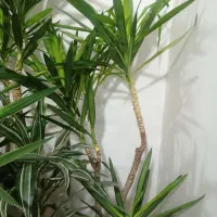 گل و گیاه آپارتمانی دیفن باخیا، یوکا ابلغ، فیکوس|گل و گیاه طبیعی|رشت, کوی غلام نیا|دیوار